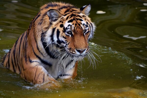 Tiger splashing in the water