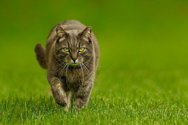 Piccolo predatore baffuto e dalla coda