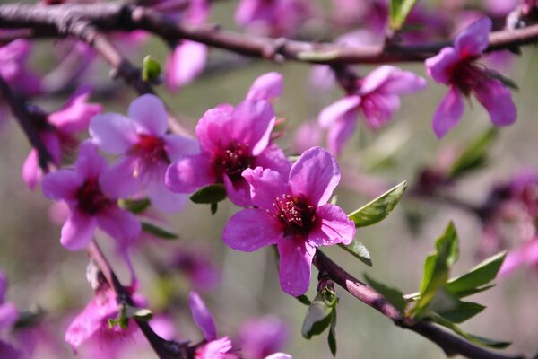 Jeden Frühling gewinnen die Gärten an Farbe