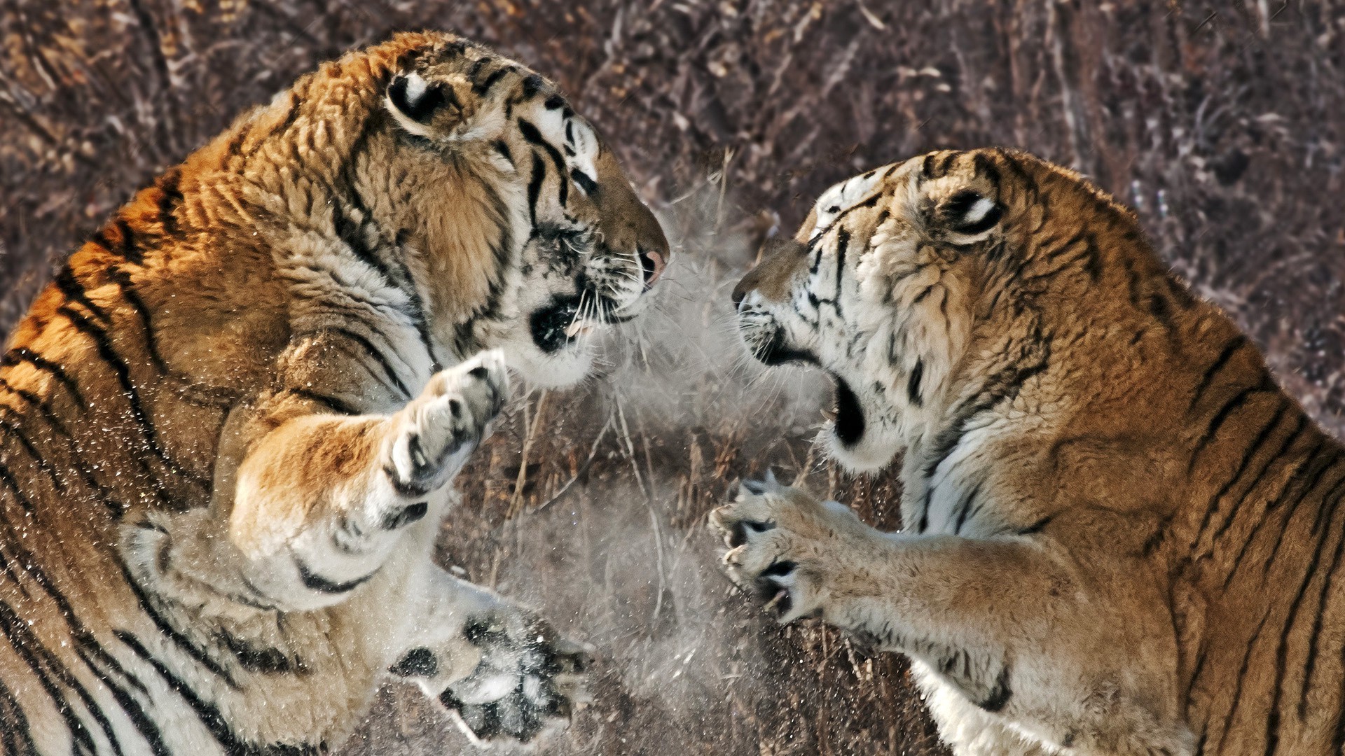 tigres faune mammifère chat animal prédateur mangeur de viande nature grand tigre sauvage chasseur danger fourrure zoo safari portrait bande à la recherche tête chasse