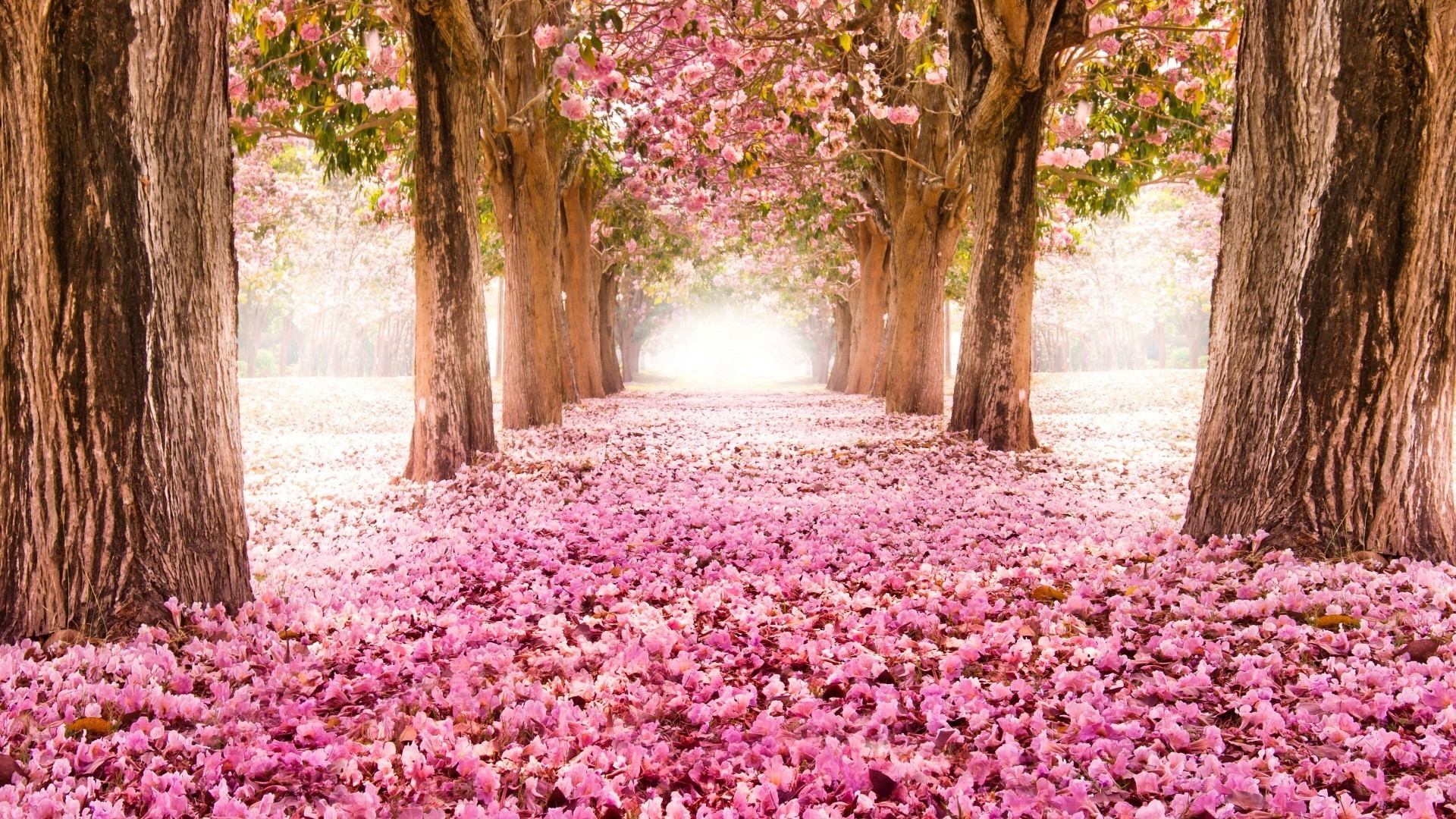 Trees,flowers,sun - Phone wallpapers