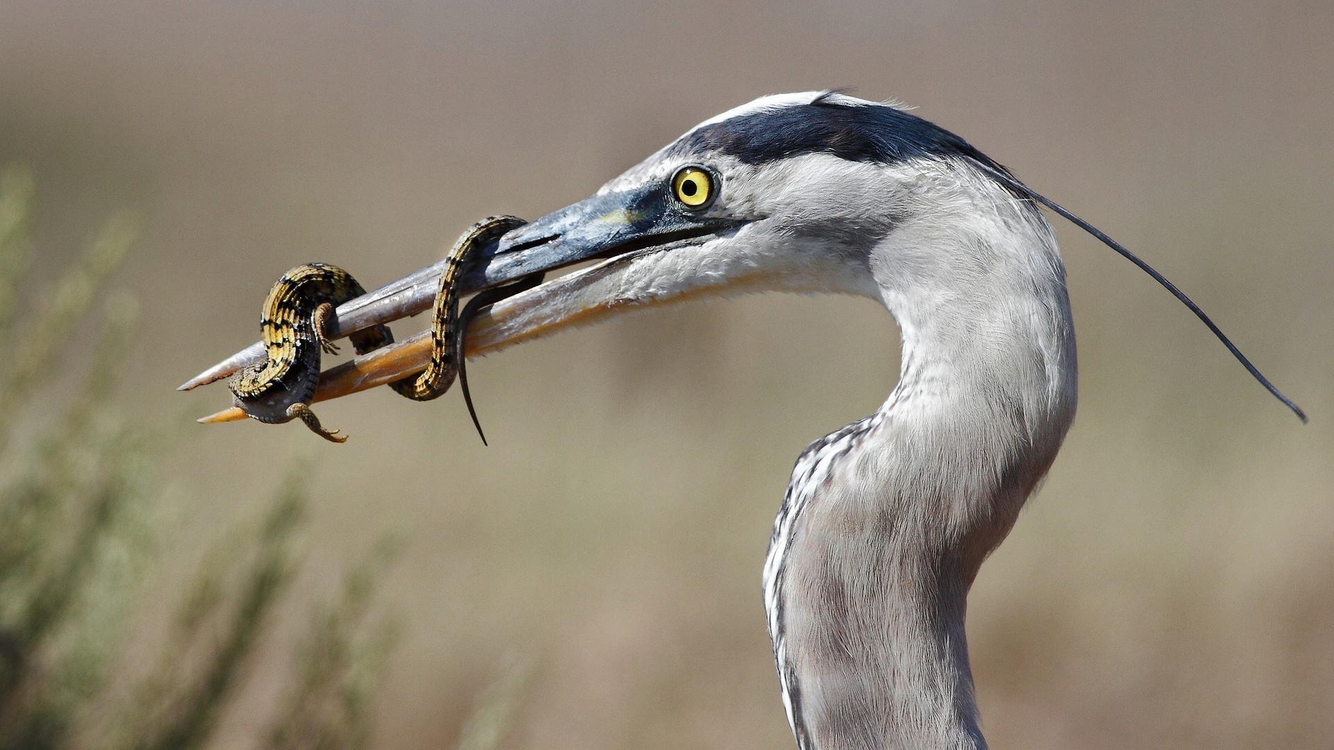 zwierzęta ptak przyroda zwierzę natura gerona dziób portret avian