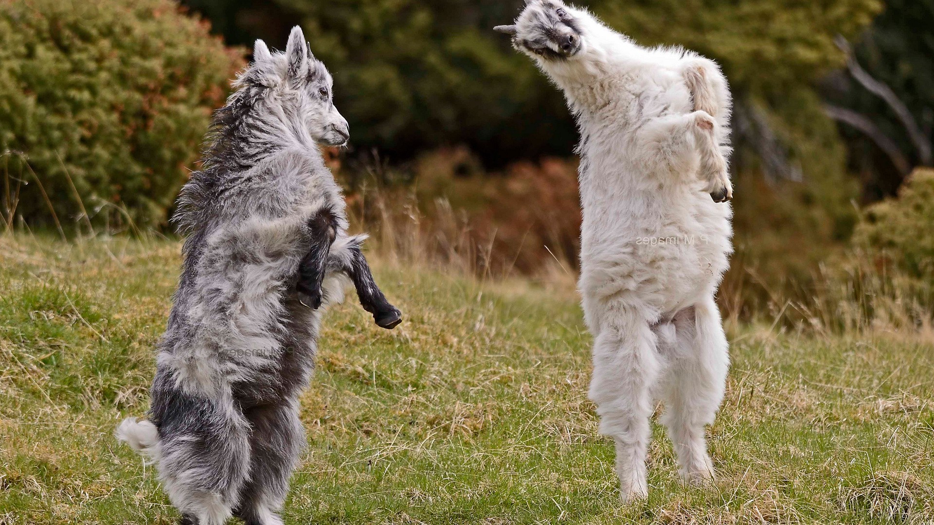 animales mamífero animal lindo piel hierba naturaleza doméstico mascota ver joven retrato al aire libre