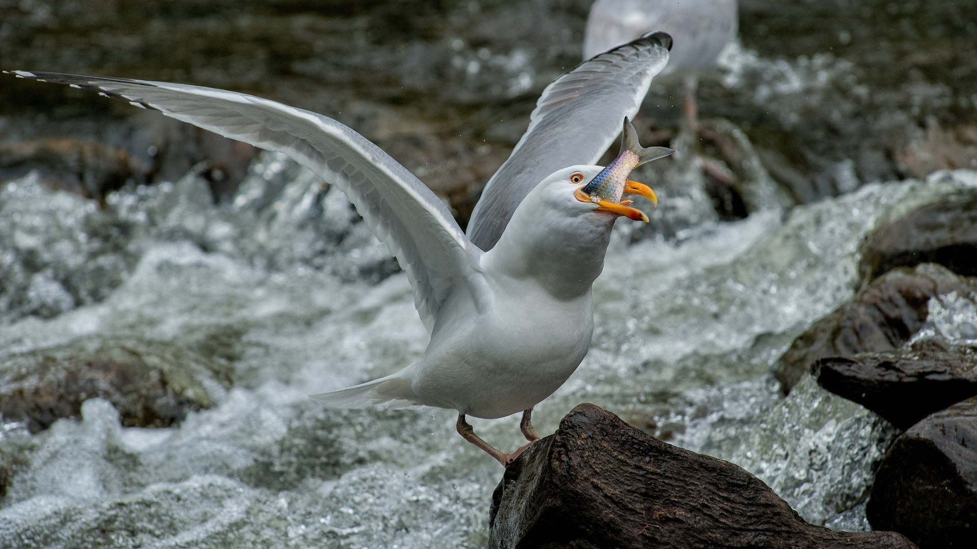 tiere vogel natur tierwelt wasser im freien wild tier feder fluss möwen winter