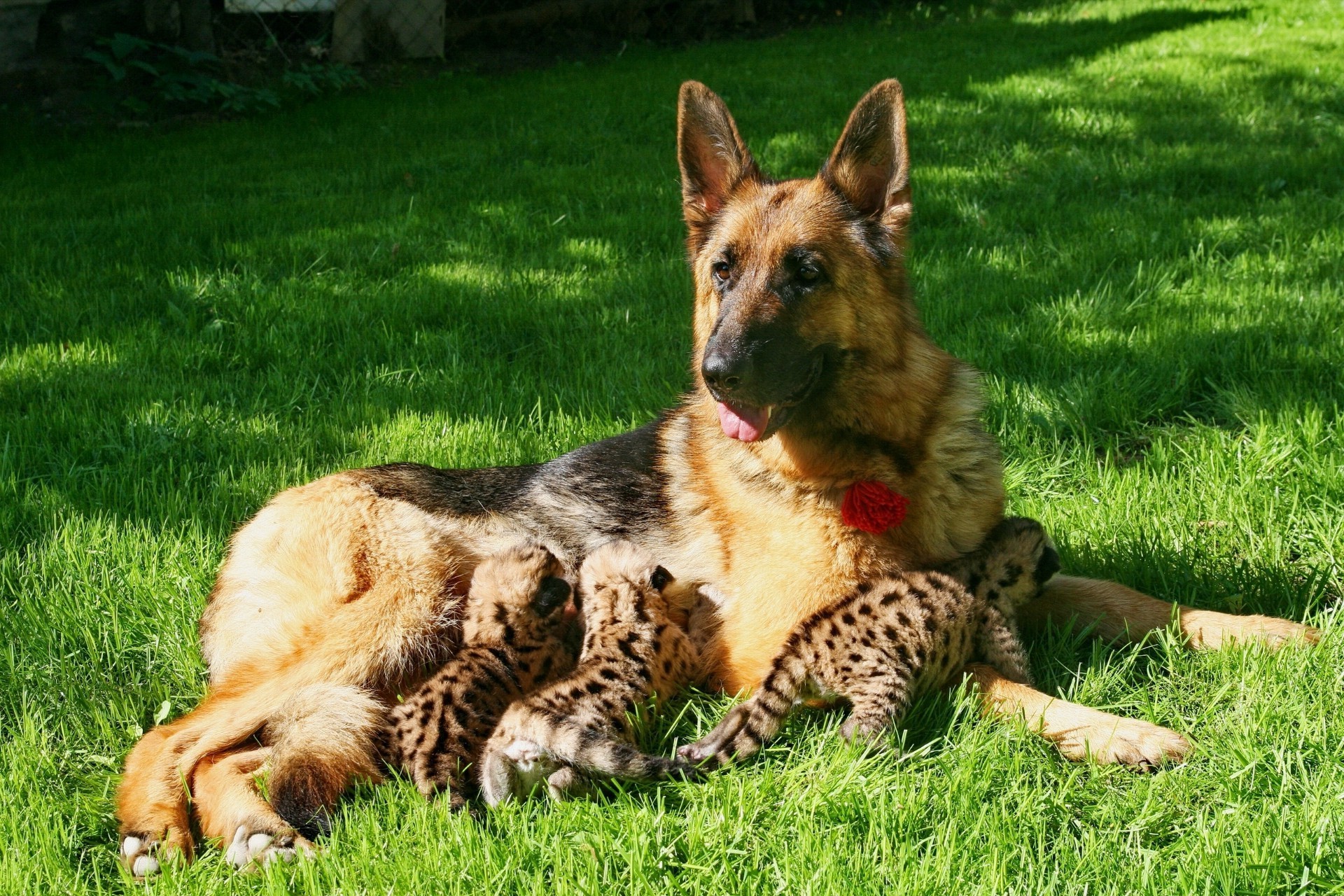 animais mamífero animal grama cão pele fofa cinegrafista animal de estimação jovem natureza doméstico filhote de cachorro retrato visualização pouco