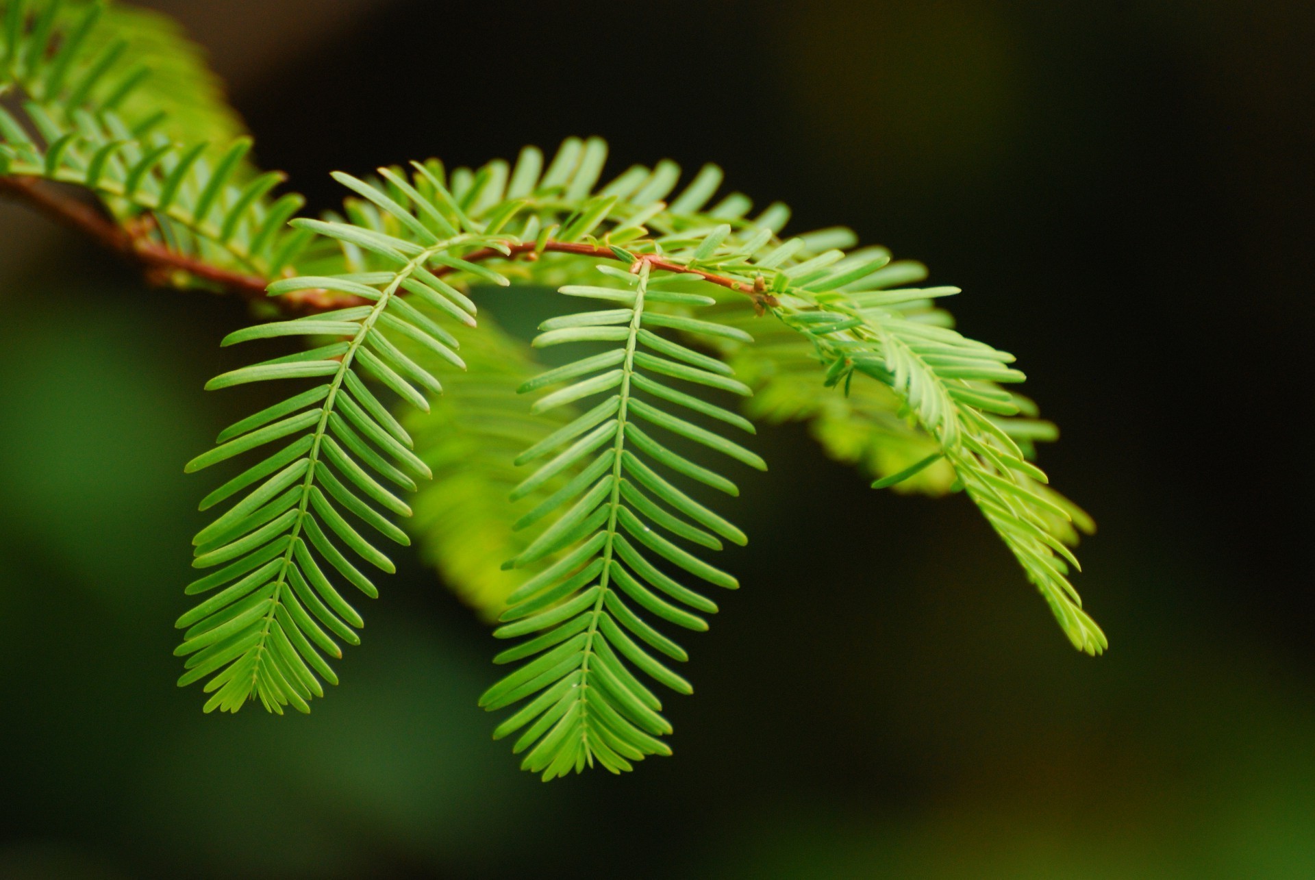 piante natura foglia albero ramo colore all aperto flora evergreen legno primo piano sfocatura biologia parco