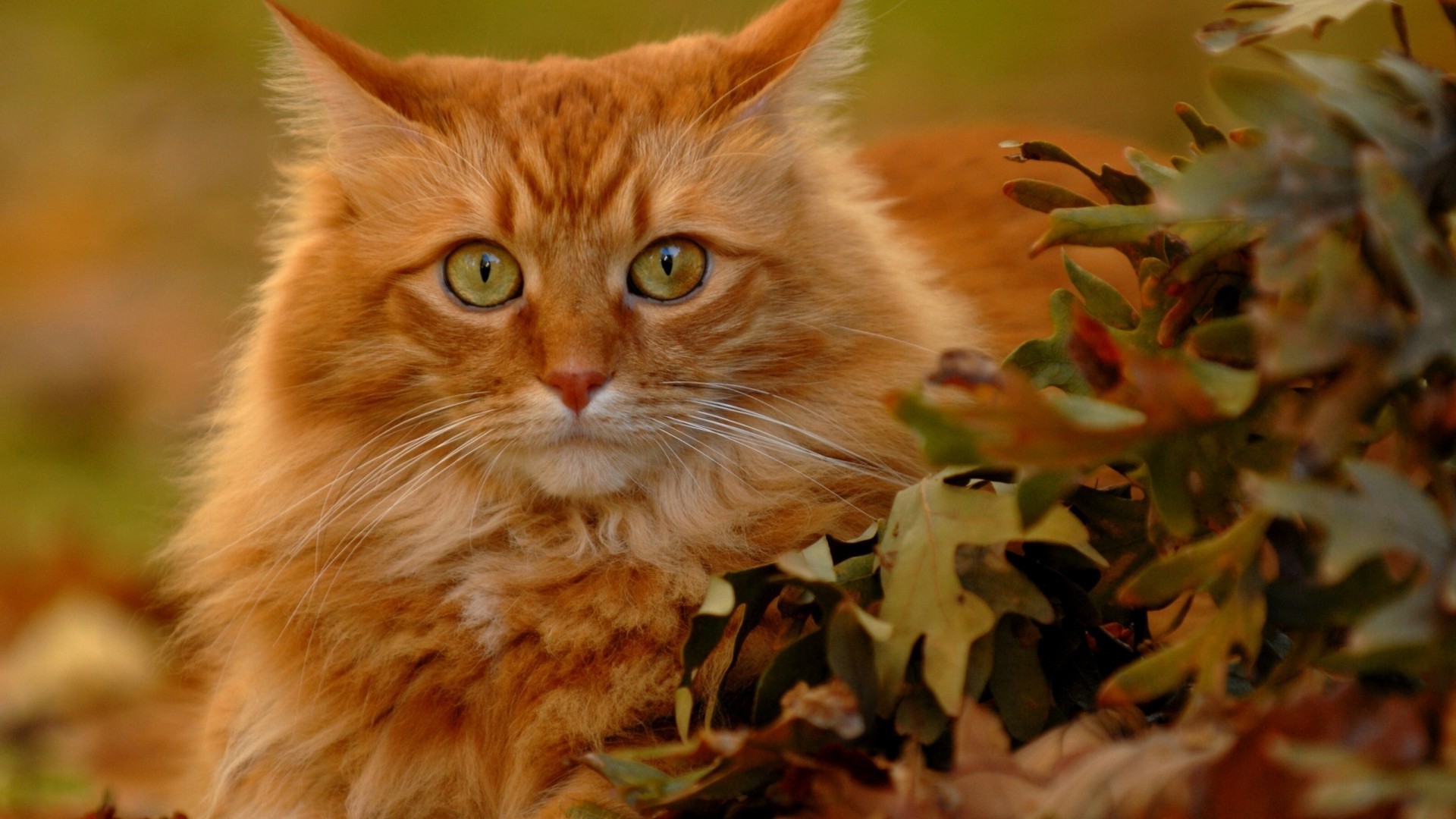 gatti carino natura ritratto gatto giovane animale