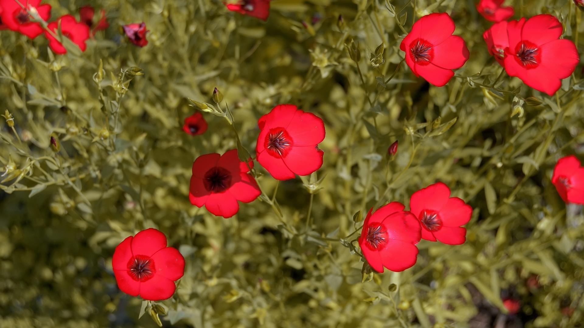 fleurs fleur nature poppy flore été feuille jardin saison bluming champ couleur à l extérieur croissance floral rose lumineux