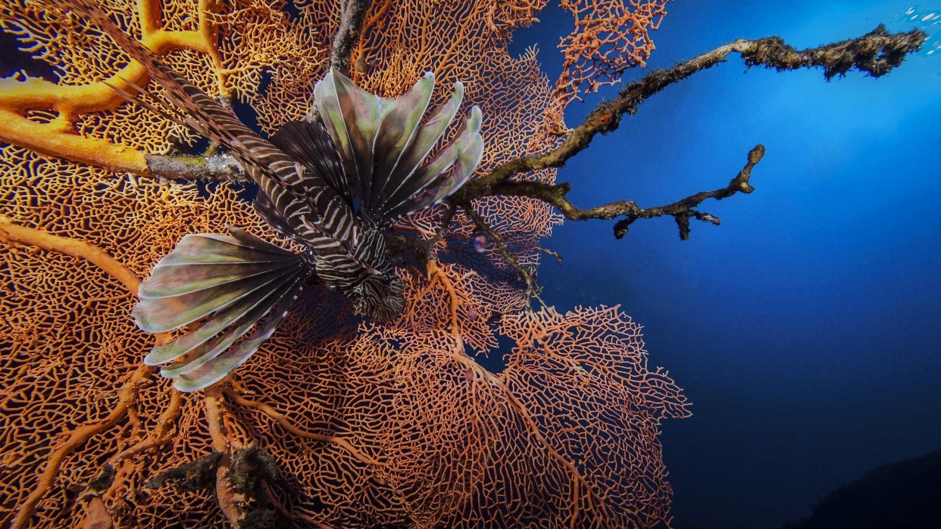 animaux sous-marin invertébrés poissons océan mer corail tropical nature récif exotique la faune animal eau