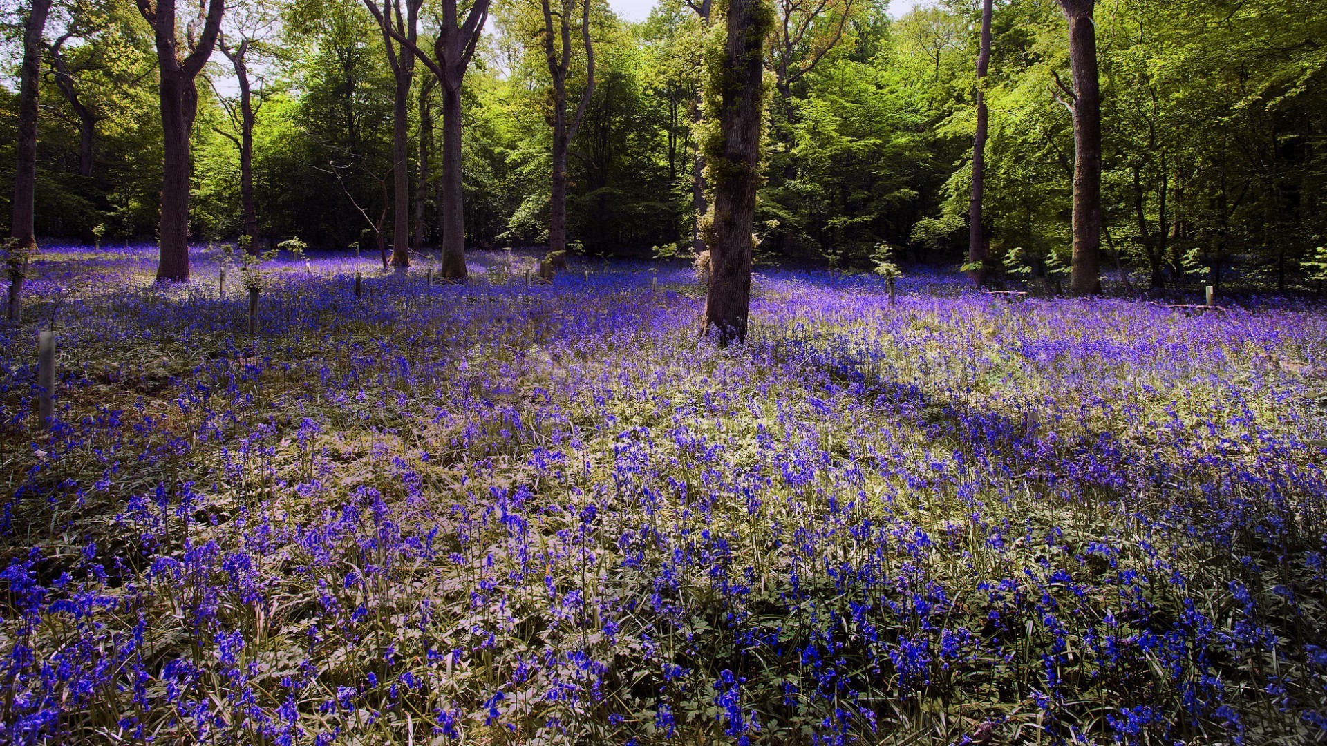 flowers flower wood nature flora landscape outdoors season leaf park tree countryside scenic rural color rug floral summer garden field