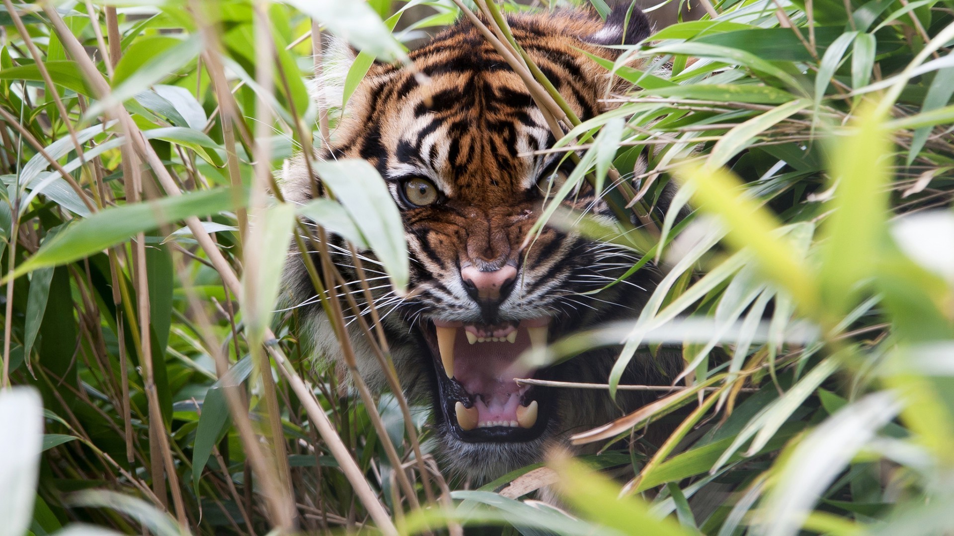 tiger tierwelt dschungel tiger natur gefahr wild streifen raubtier tier katze zoo jäger säugetier groß safari jagd pelz fleischesser porträt suchen