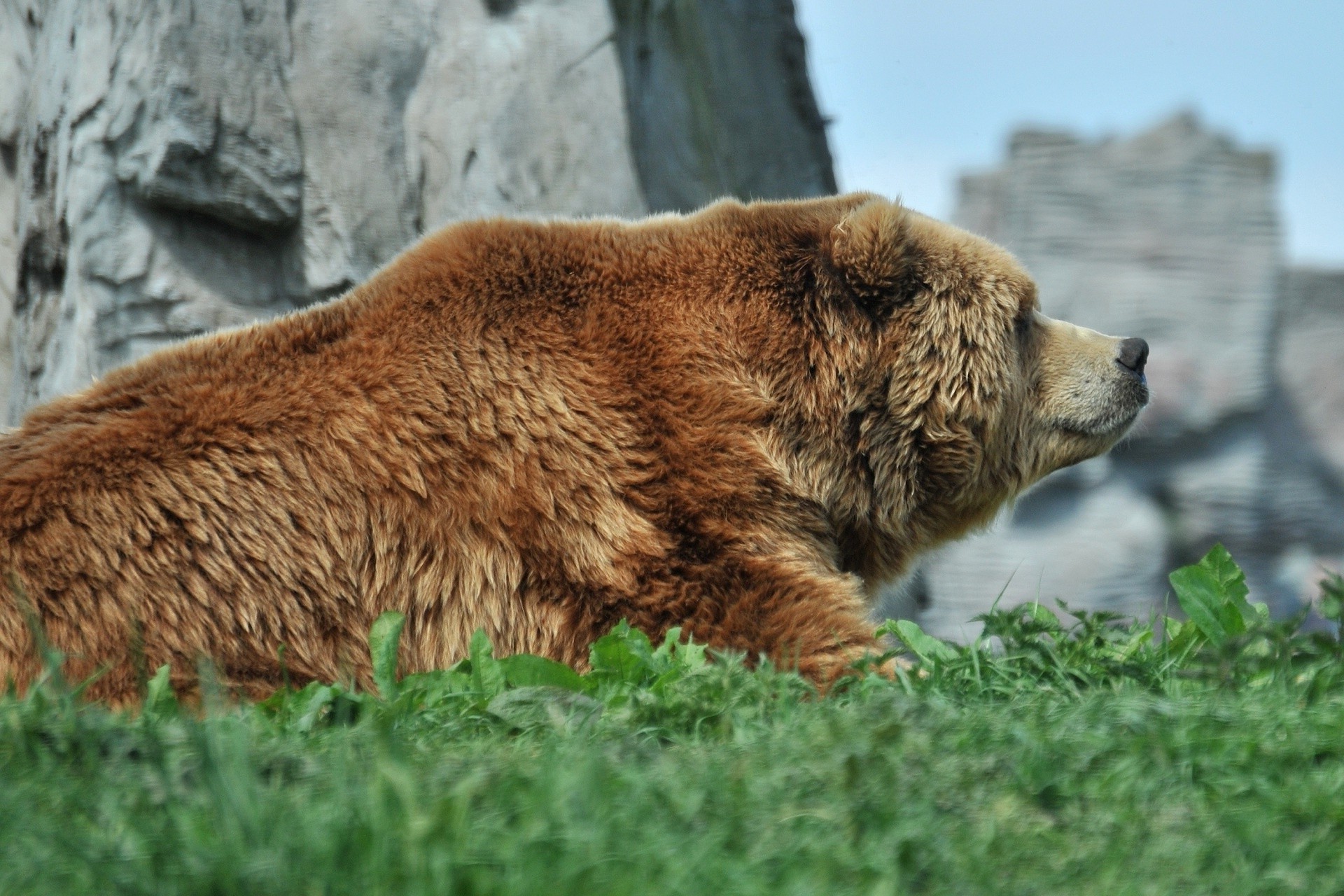 bären säugetier tierwelt natur tier fell im freien raubtier wild zoo gras gefahr fleischesser