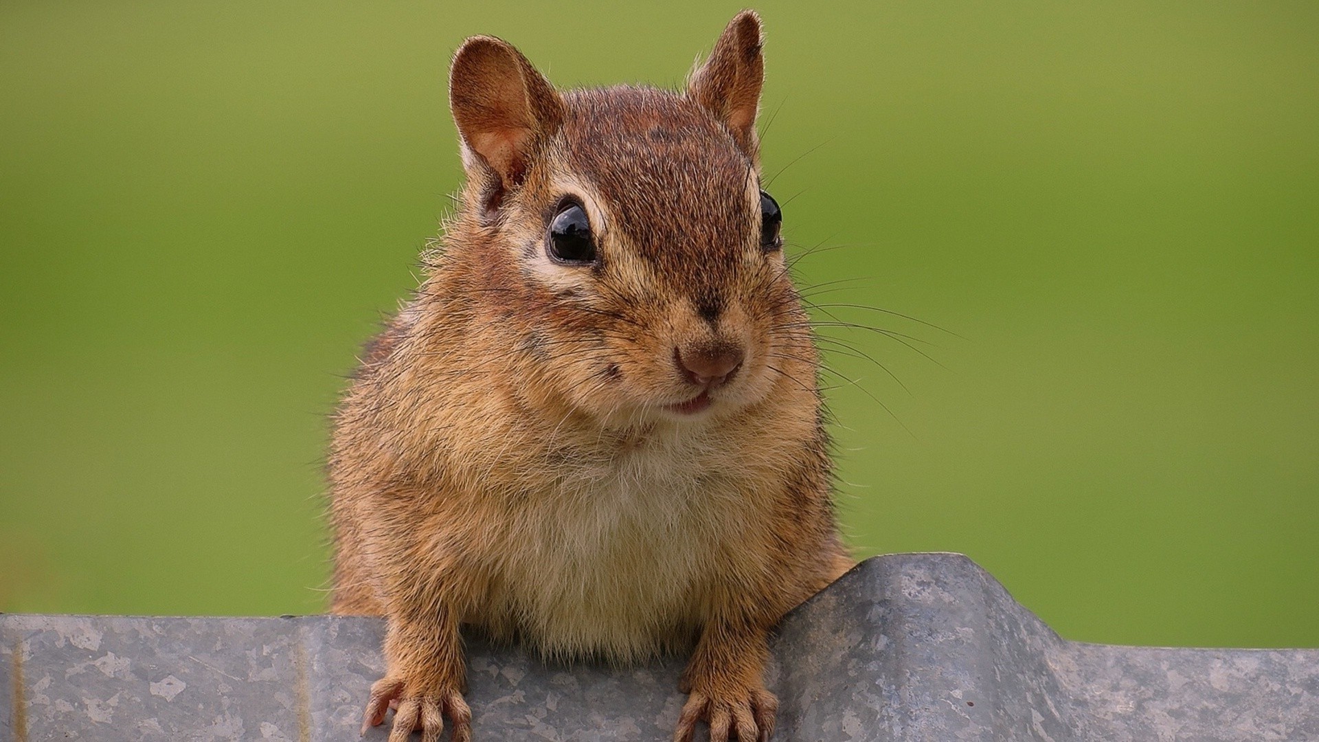 proteins cute wildlife mammal rodent squirrel animal fur little nature chipmunk funny sit wild hair tail eye looking adorable furry portrait