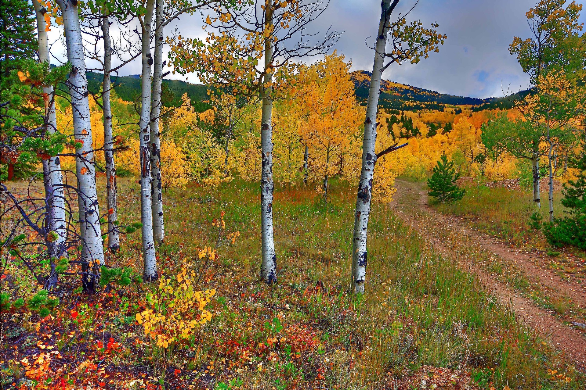 trees wood fall leaf tree nature landscape outdoors scenic season rural countryside park fair weather daylight