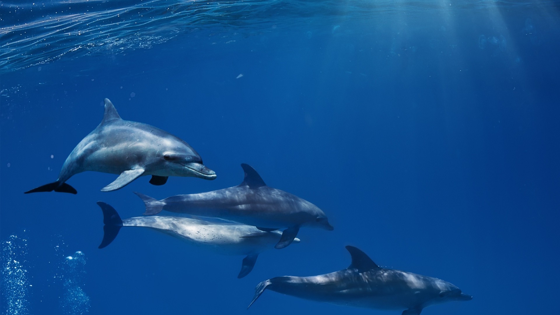 animaux ventilateur dauphin natation baleine sous-marin eau faune requin fin poissons mammifère plongée en plein air nature