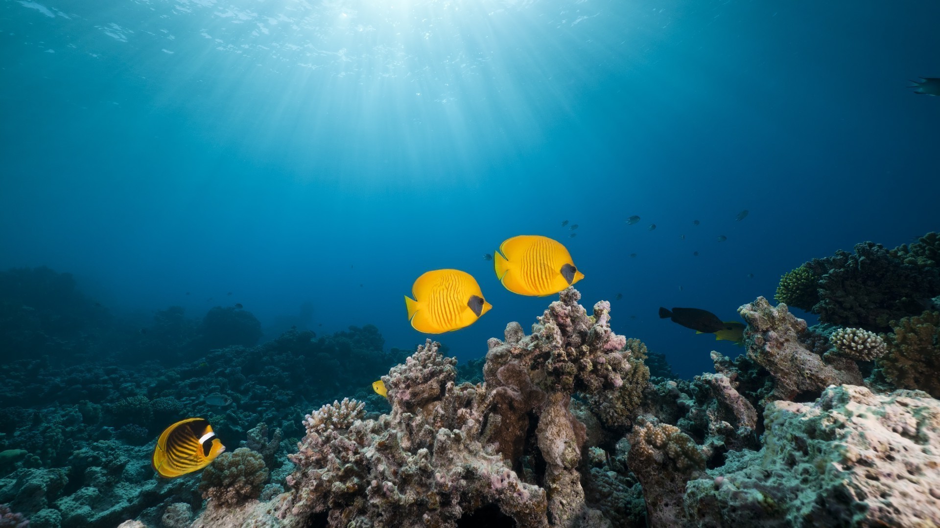 animals underwater coral reef ocean fish sea tropical nature diving water seascape scuba snorkeling marine saltwater fair weather ecosystem color deep desktop