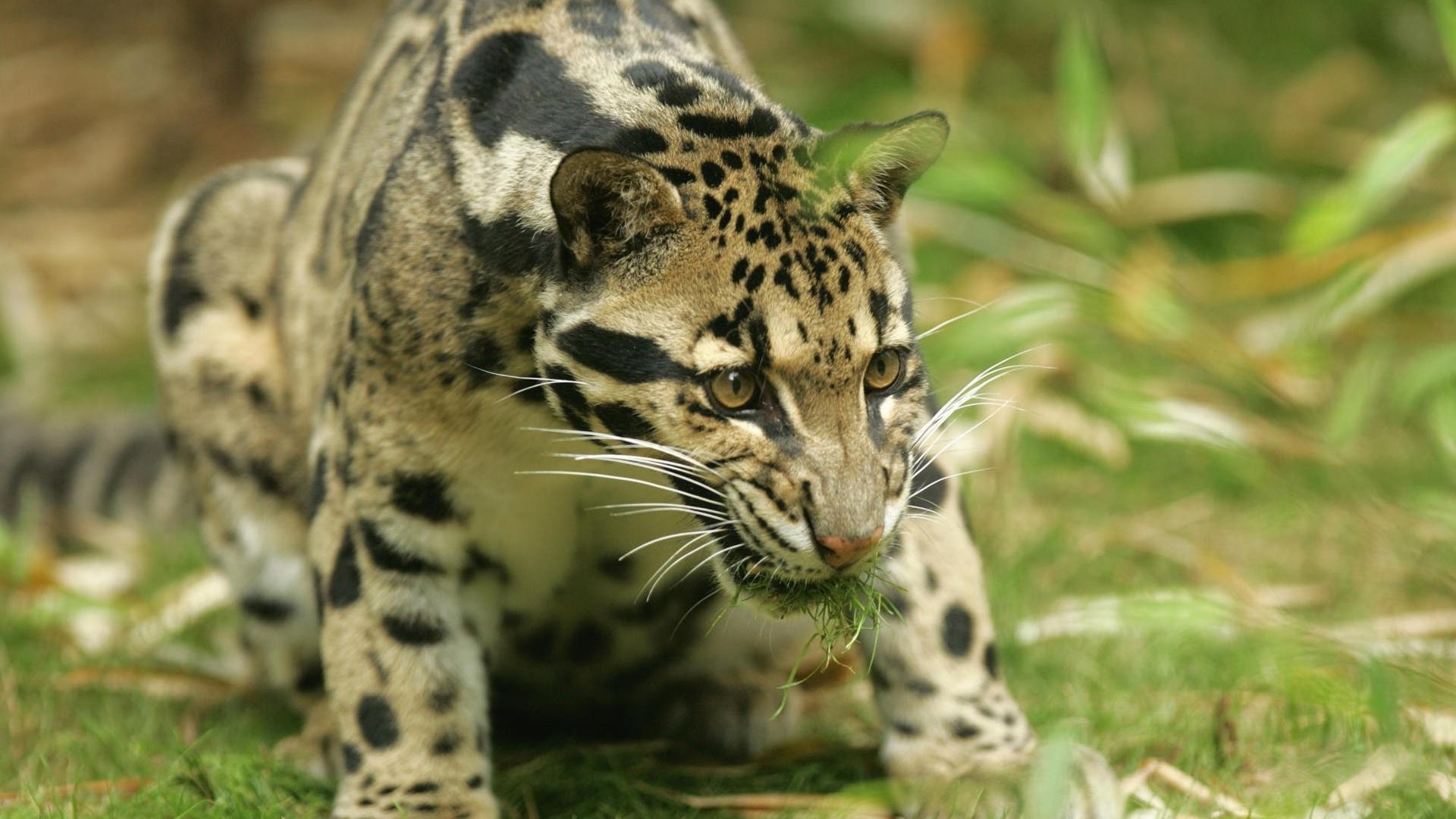 animaux faune animal chat sauvage la nature jungle prédateur zoo mammifère safari chasseur mangeur de viande fourrure léopard grand chasse en voie de disparition tigre