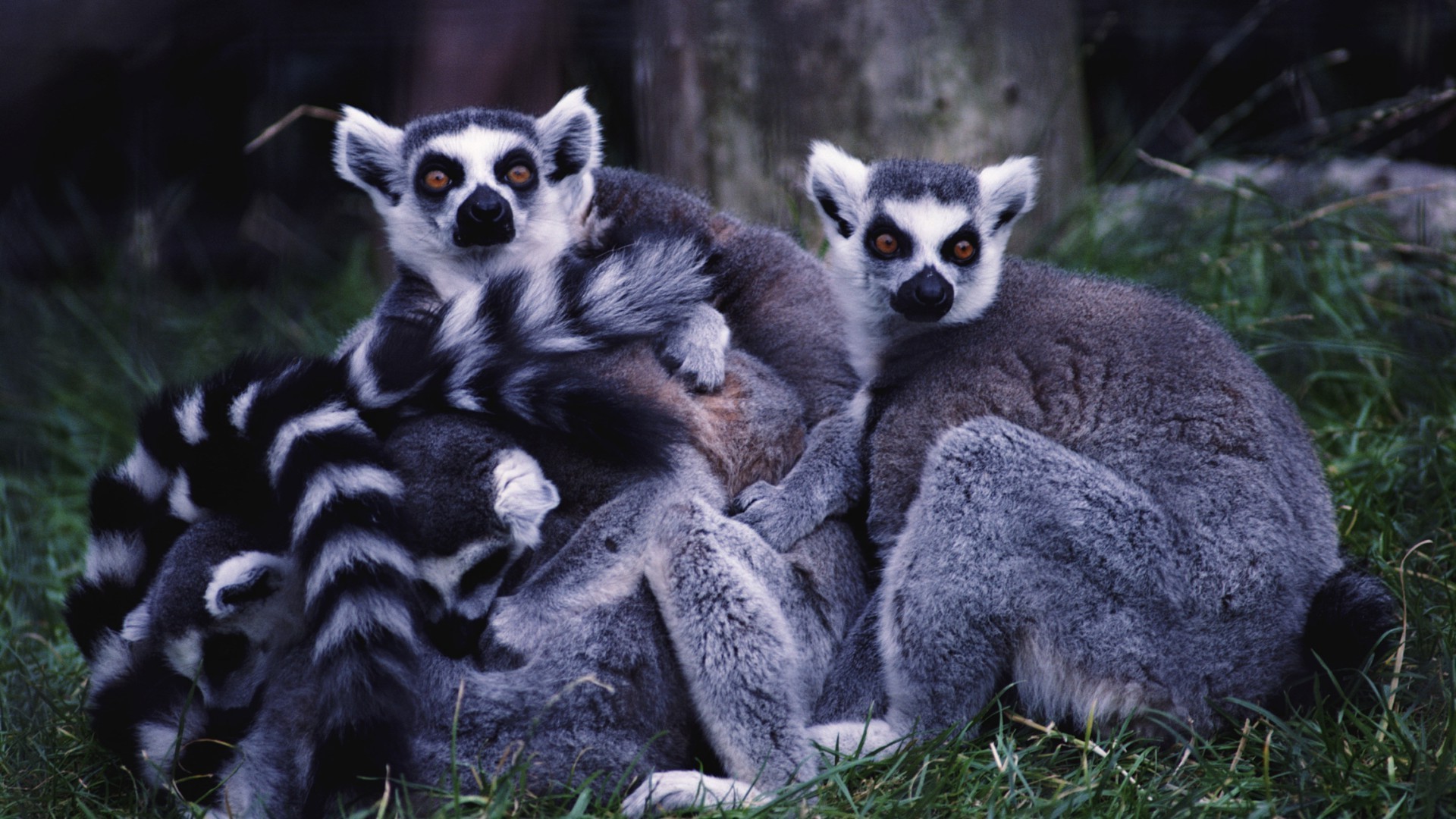 animales mamífero lémur lindo primado animal naturaleza mono vida silvestre retrato piel raya ver zoológico en peligro de extinción joven fruncido peludo cola salvaje gris