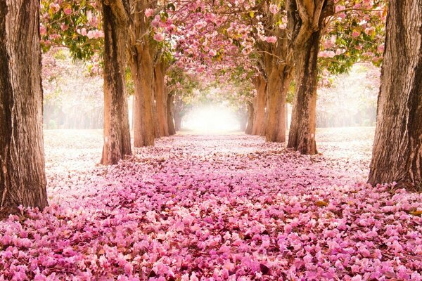 Árvores e folhas caídas cor-de-rosa