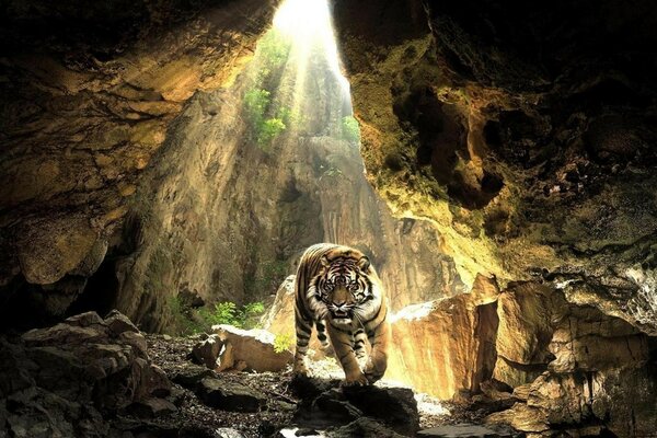 Tigre in una grotta illuminata dai raggi del sole