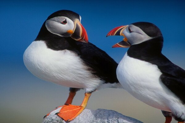 Deux oiseaux colorés sur fond flou