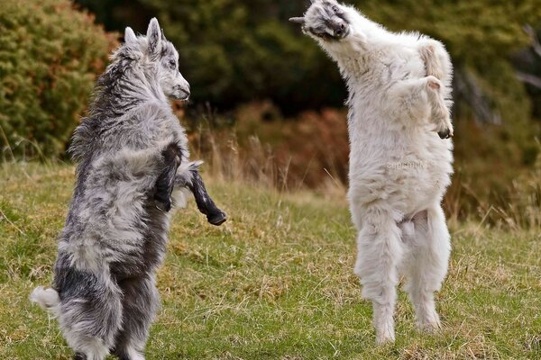 Los animales saltan y bailan lezginka