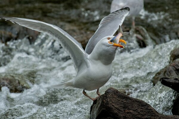 Möwe versucht, gefangenen Fisch zu schlucken