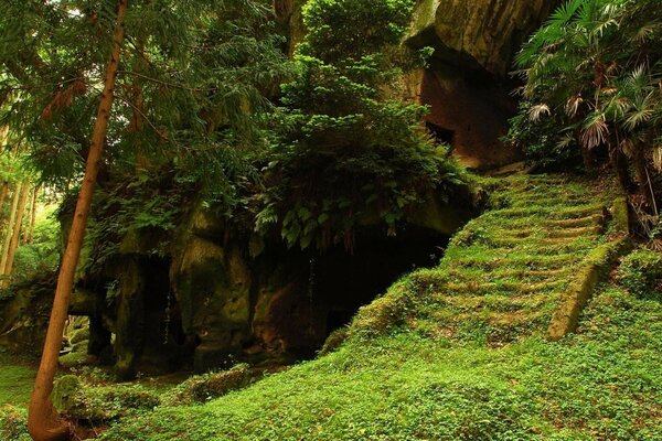 Escalier envahi par l herbe