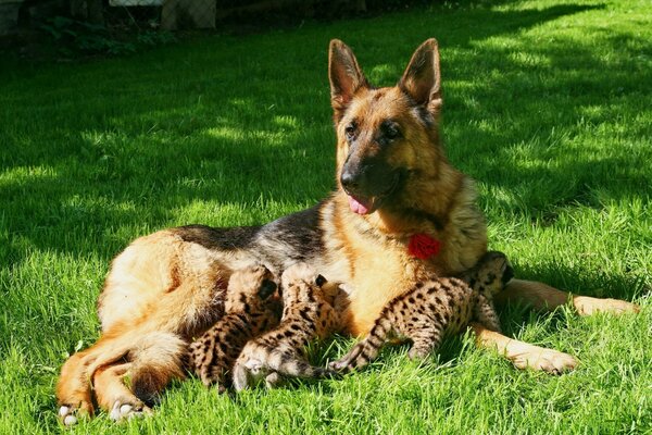 Mammifère animal chien sur l herbe