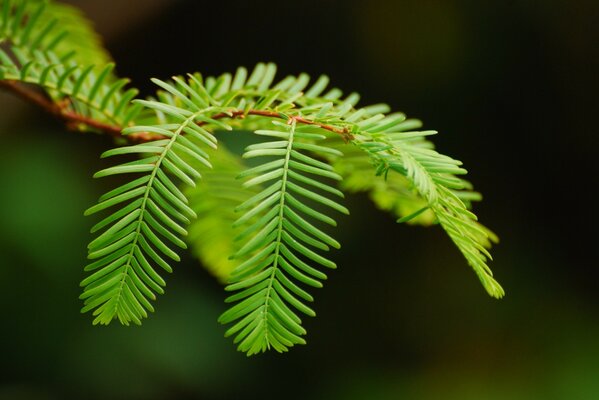 Primo piano del ramoscello verde