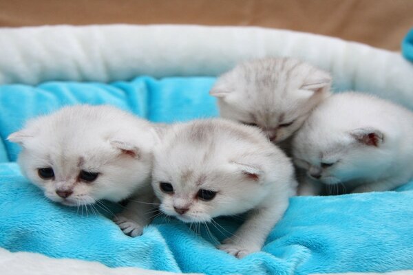 Mammifères chats animaux mignons