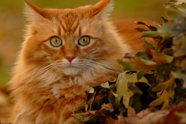 Rote Katze auf verschwommenem Hintergrund