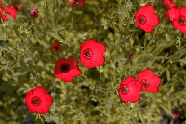 Fleurs rouges. Tiges vertes