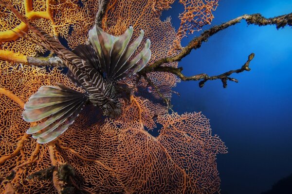 Striped fish swims in the water