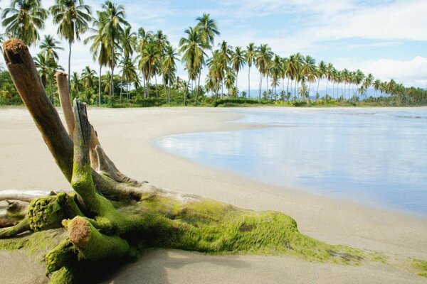 Holz am Meer