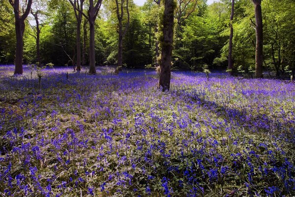 Purple flowers in the forest under the crowns of trees