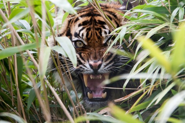 Un tigre furioso se esconde en la hierba