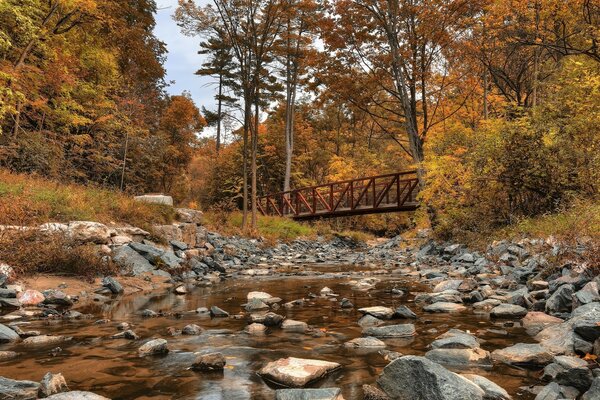 Goldener Herbst im Wald