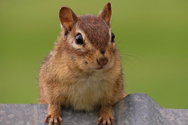 Nagetiere Säugetiere sind ausgezeichnete Proteine