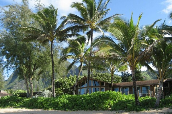 A tropical resort. Cottage in a palm grove