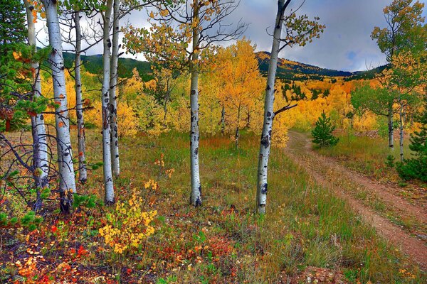 Birch grove in the autumn forest