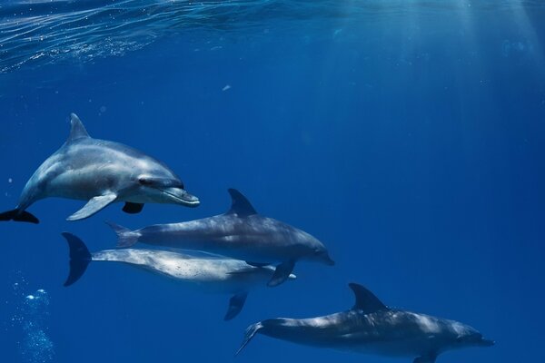 Dolphins swim near whales