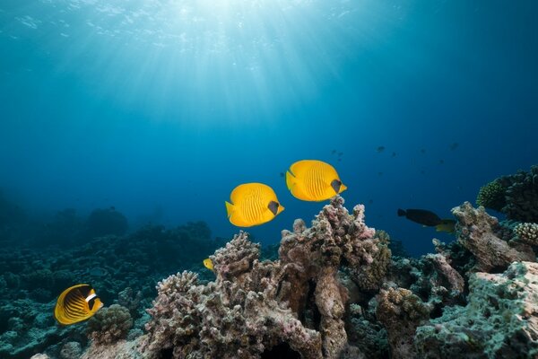 Atemberaubende Unterwasserwelt der Bewohner des Ozeans