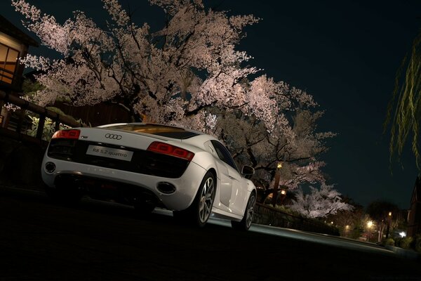 White car on the road with sakura