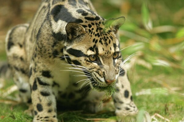 Große Katze in freier Wildbahn