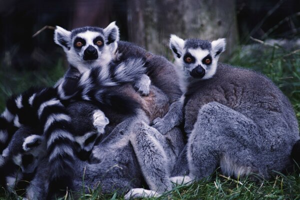 La famiglia dei lemuri si stringono l un l altro