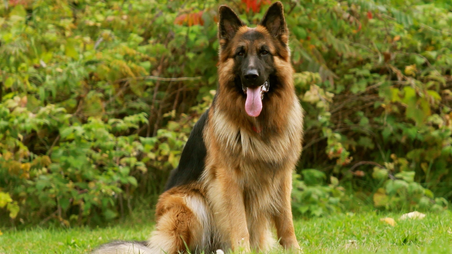 chien chien herbe animal mignon nature mammifère animal de compagnie cynologue fourrure portrait jeune à l extérieur vue pedigree chiot obéissance berger été