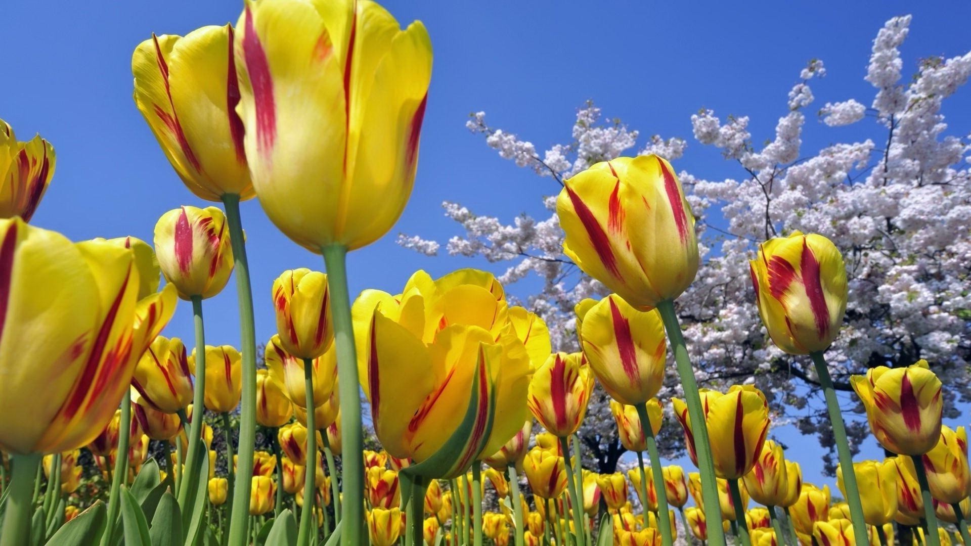 tulpen natur tulpe blume flora hell farbe sommer garten feld saison blatt blumen ostern gutes wetter hell im freien park blütenblatt blühen