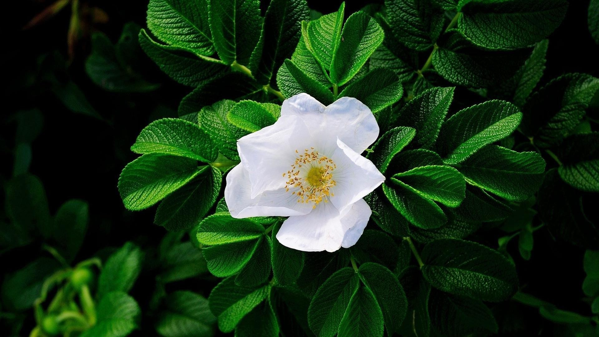 flowers leaf nature flora close-up growth garden flower summer