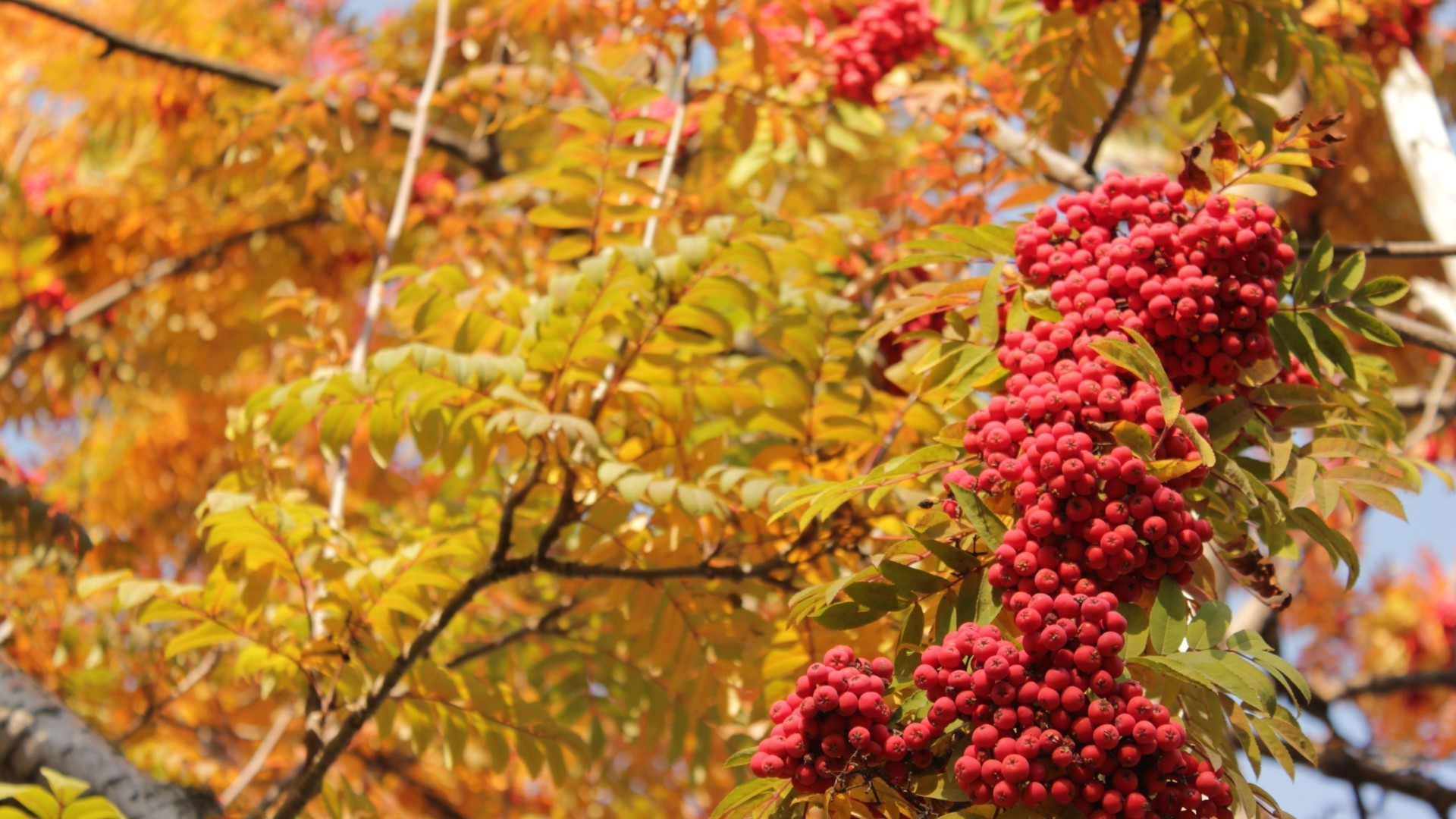 paysage feuille automne saison arbre nature branche flore couleur fruits arbuste sorbier lumineux sorbier gros plan extérieur jardin beau temps